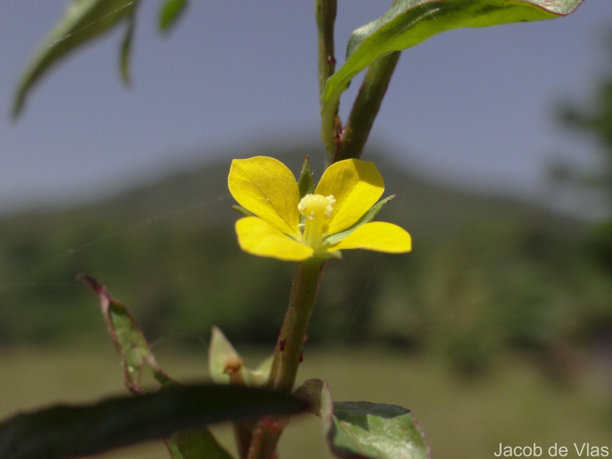Ludwigia hyssopifolia (G.Don) Exell